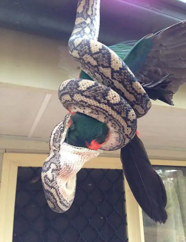 Обычное дело в Австралии: питон поедает попугая