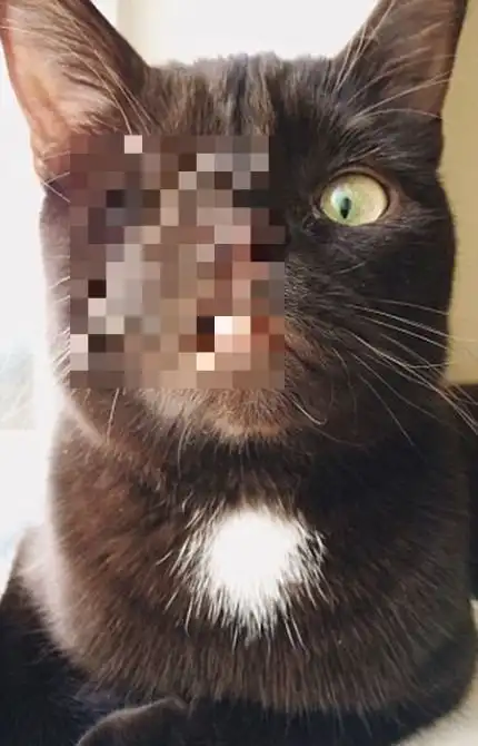 Одноглазый кот-пират по кличке Уэсли - новая звезда соцсетей