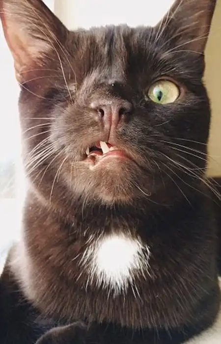 Одноглазый кот-пират по кличке Уэсли - новая звезда соцсетей