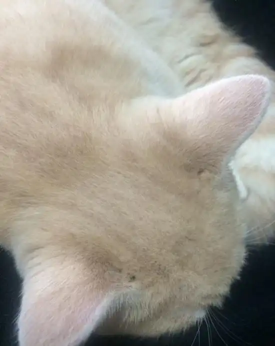 В Японии выпустили парфюм с ароматом кошачьего затылка