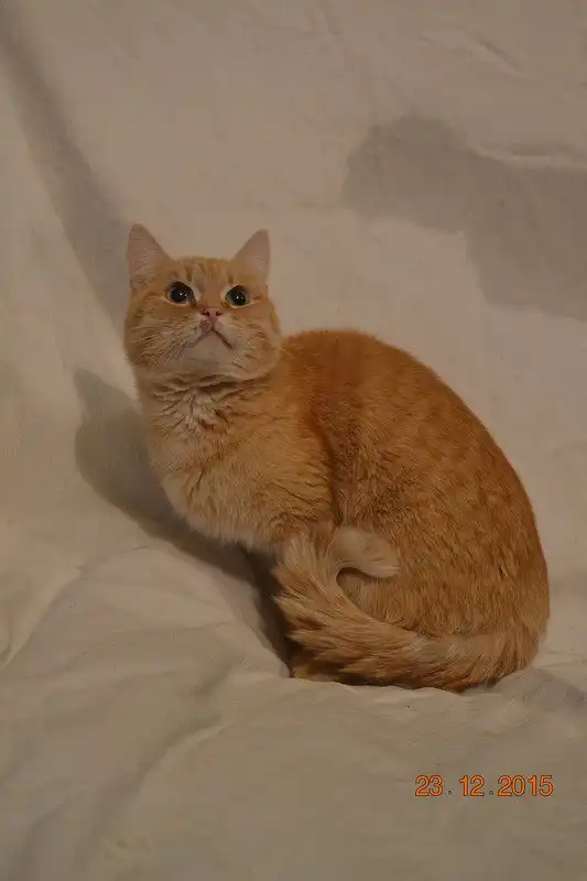 Отдам котика Шарифа