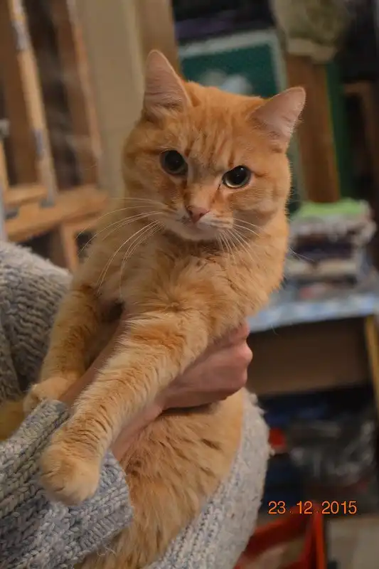 Отдам котика Шарифа