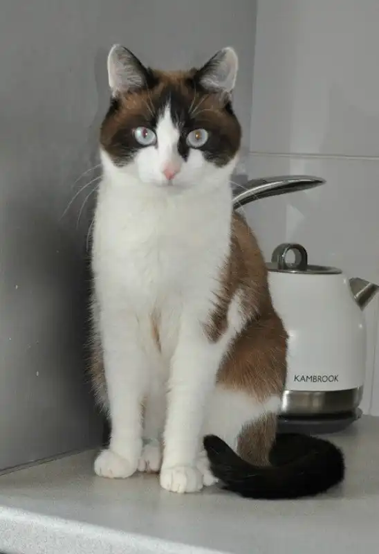 Отдам котика Татошку