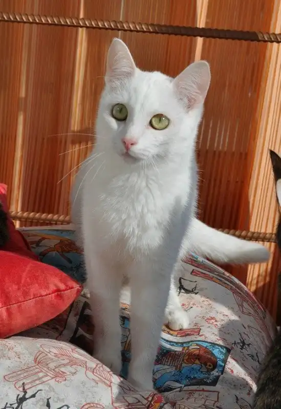 Отдам котика