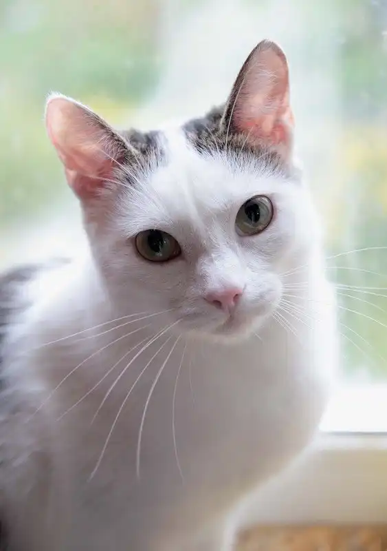 Отдам котика Пашу