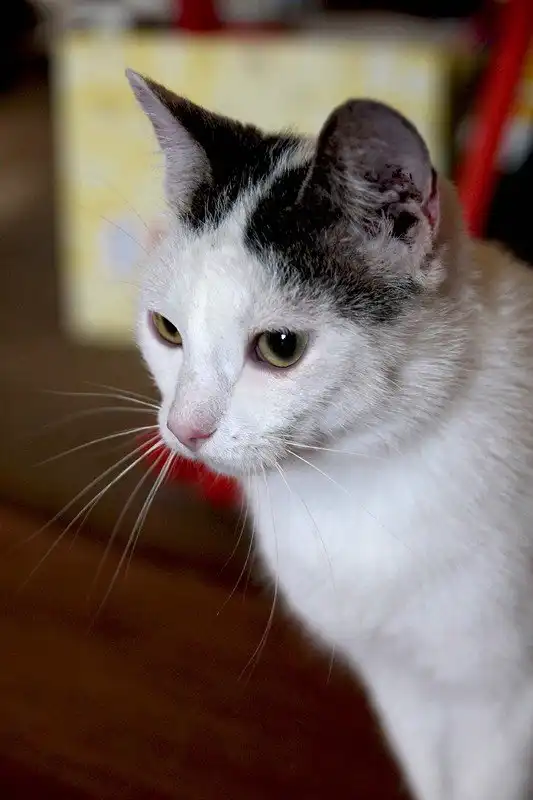 Отдам котика Пашу