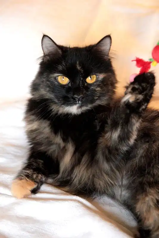 Отдам кошечку Лизу