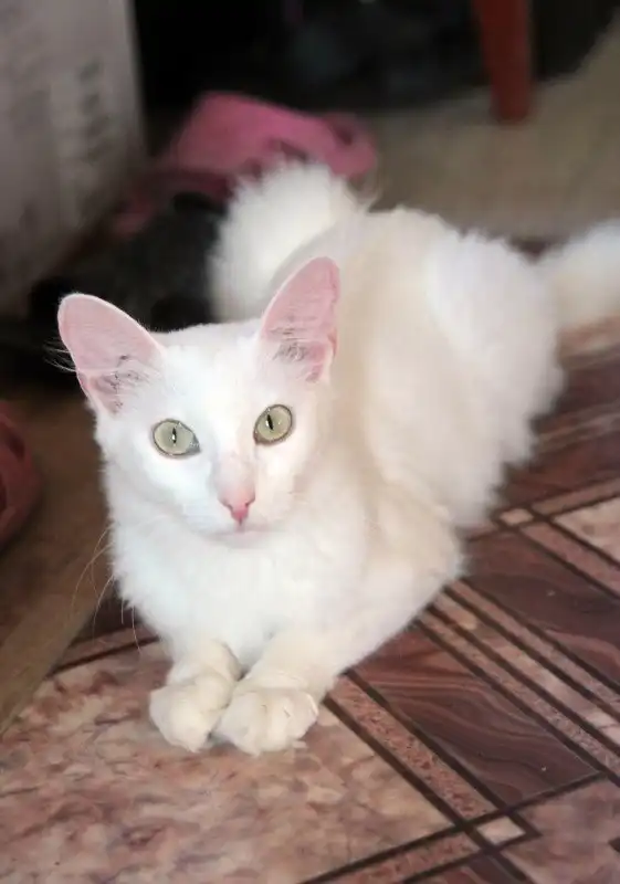 Отдам кошечку Франческу