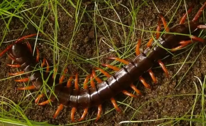 Сколопендры - удивительные существа, живущие у нас под боком