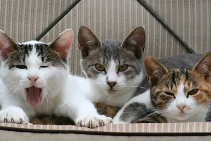 Простые вопросы, на которые не может ответить современная наука