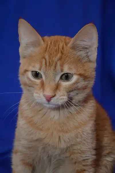 Отдам котёнка Рыжика