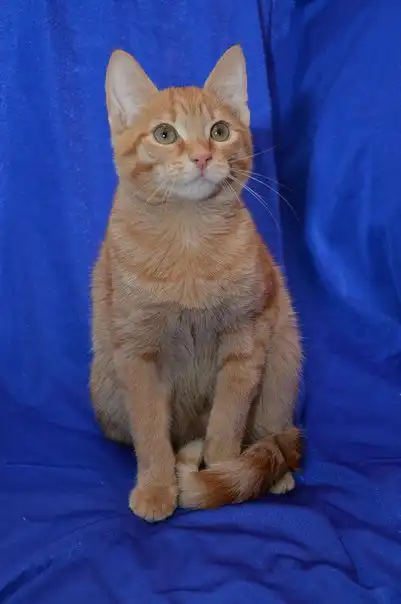 Отдам котёнка Рыжика