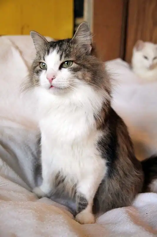 Отдам котика Шарлина