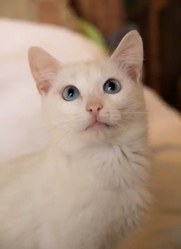 Отдам котика Амира