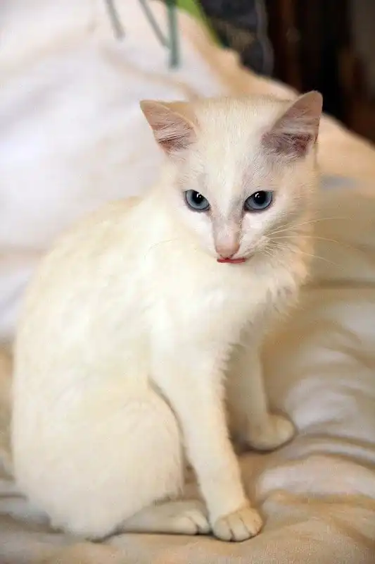 Отдам котика Амира