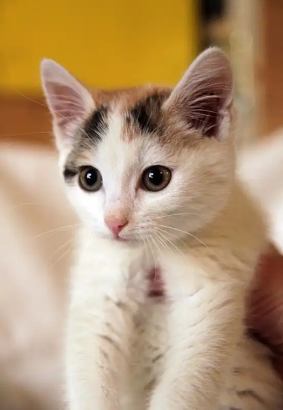 Отдам котёнка