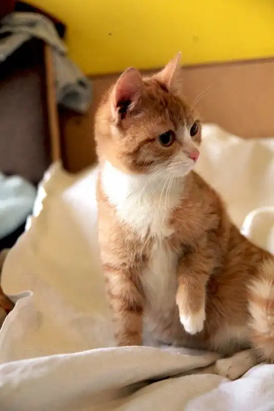 Отдам котёнка