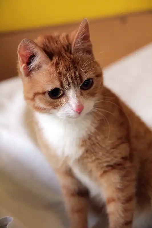 Отдам котёнка