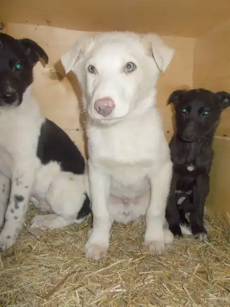 Отдам щенка Эльфа