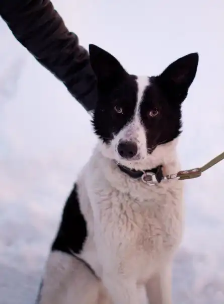 Отдам пёсика Рика