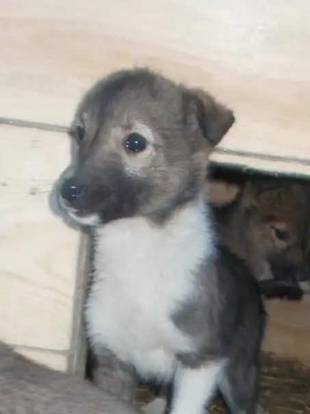 Отдам щенков