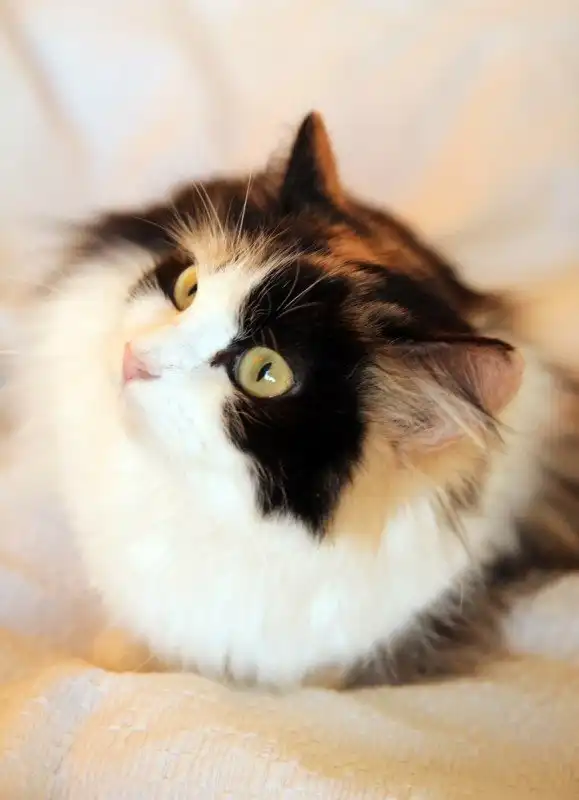 Отдам кошечку Фаину