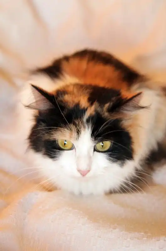 Отдам кошечку Фаину