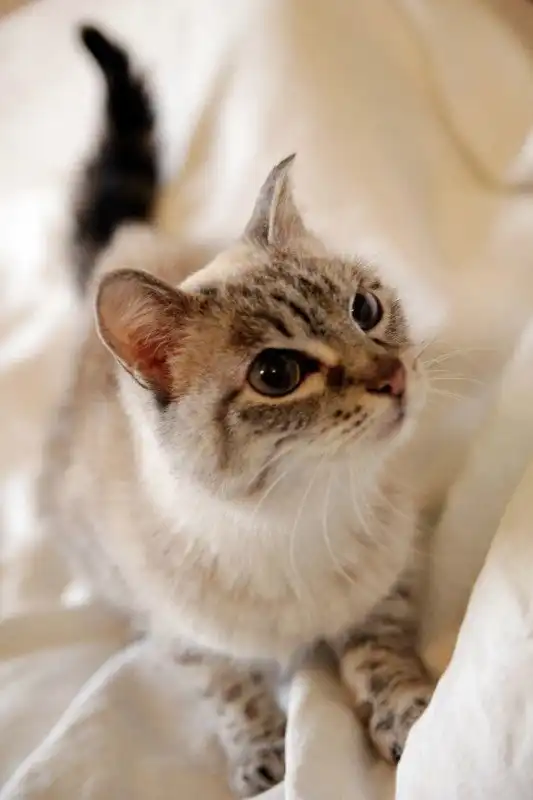 Отдам кошечку Амину