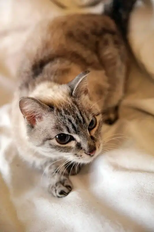 Отдам кошечку Амину