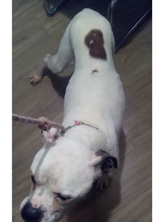 Пёс вернулся домой через 10 лет.