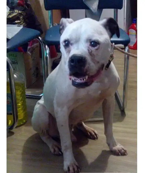 Пёс вернулся домой через 10 лет.