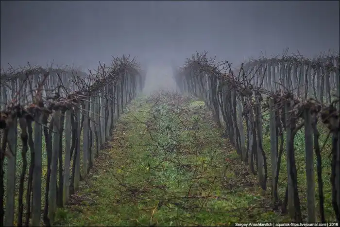 Как делают лучшие коньяки в мире