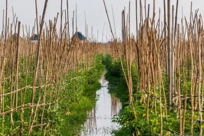 Огород на воде