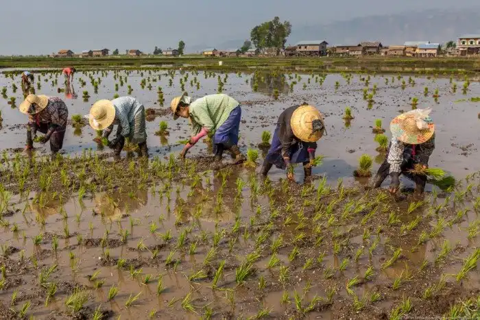 Огород на воде