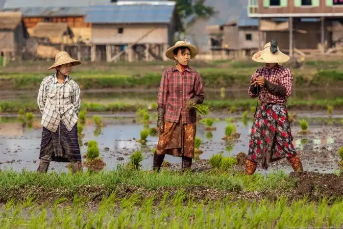 Огород на воде