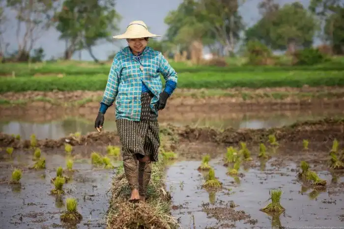 Огород на воде