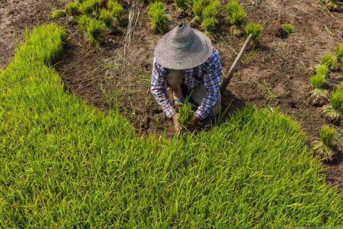Огород на воде