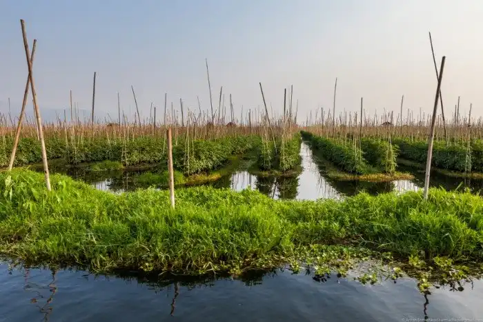 Огород на воде