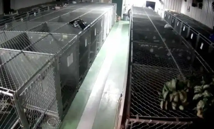 В приюте для животных собака сбежала из клетки, чтобы успокоить плачущих щенков