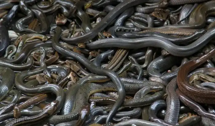 Научные эксперименты с трагичным концом