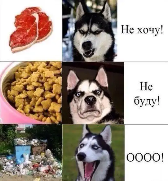 Истинные желания собак не поддаются никакой логике