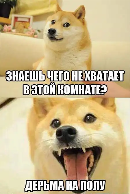 Истинные желания собак не поддаются никакой логике