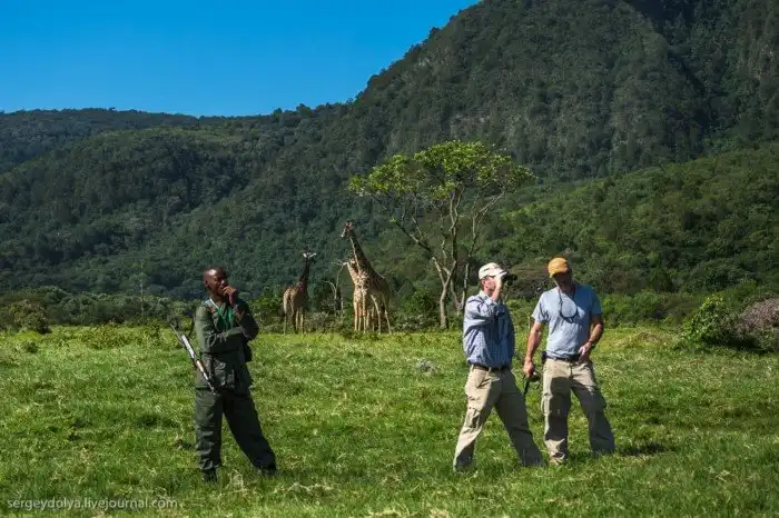 Что будет, если вылезти из машины со время сафари