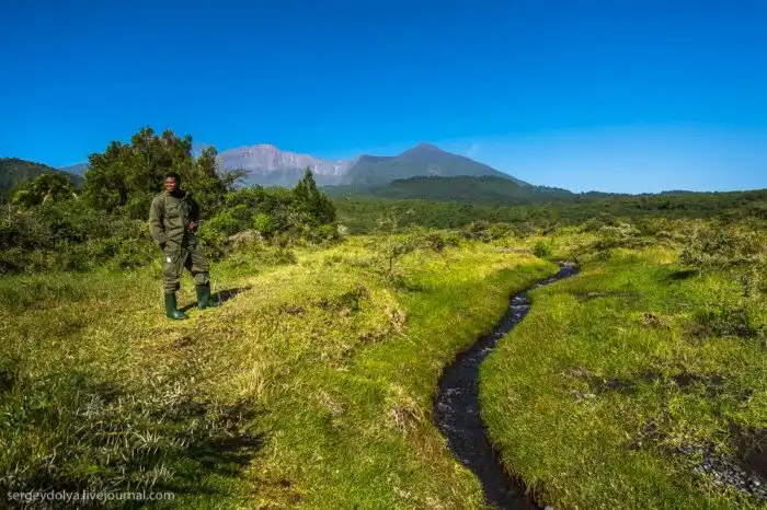 Что будет, если вылезти из машины со время сафари