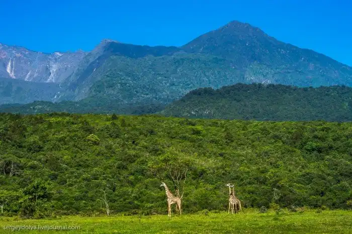 Что будет, если вылезти из машины со время сафари