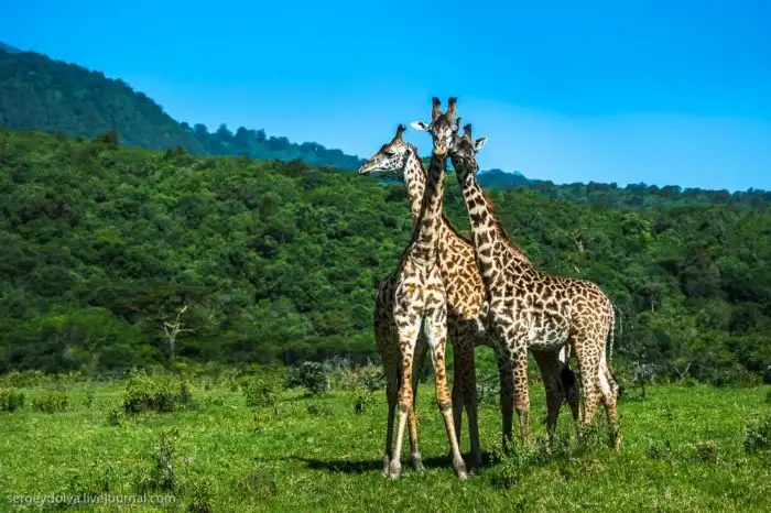 Что будет, если вылезти из машины со время сафари