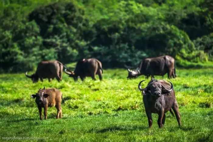 Что будет, если вылезти из машины со время сафари