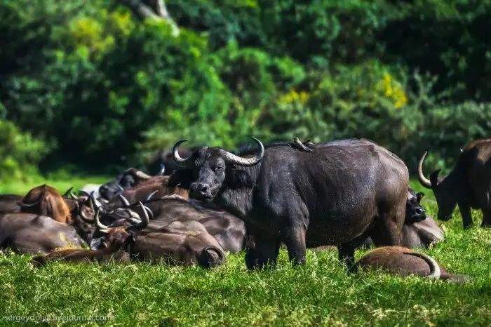 Что будет, если вылезти из машины со время сафари