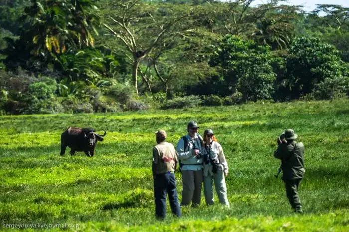 Что будет, если вылезти из машины со время сафари