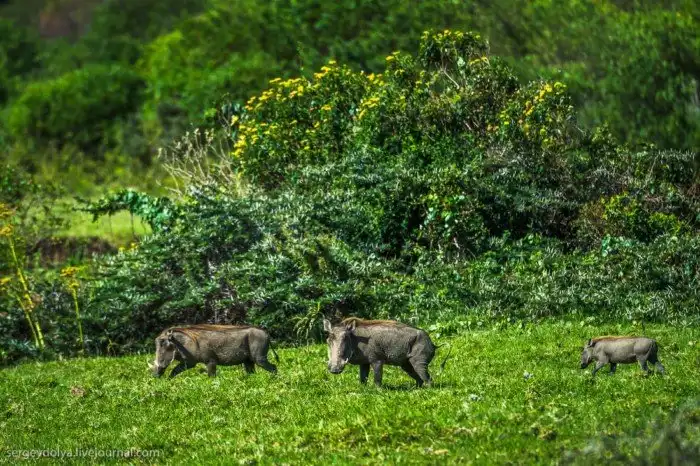 Что будет, если вылезти из машины со время сафари